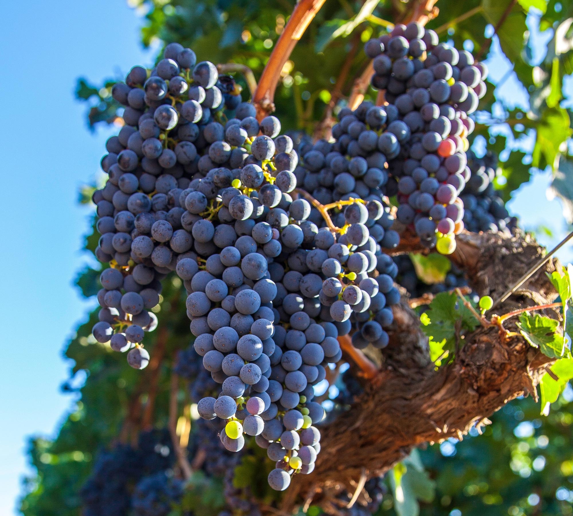 Grape Export