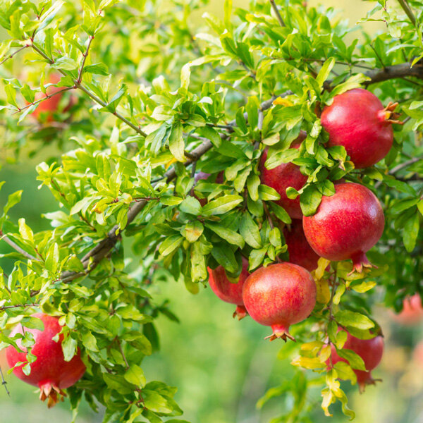 Pomegranate Export